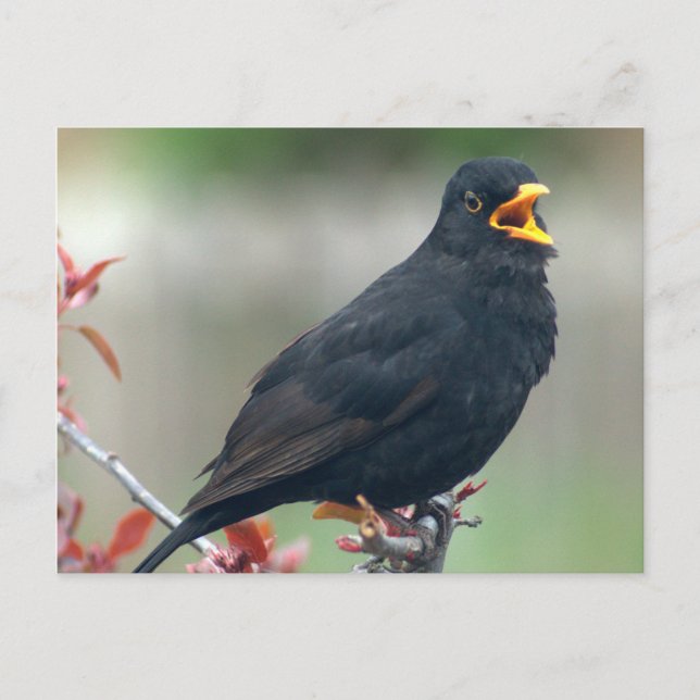 Cartão Postal Pássaro-preto sentado numa árvore (Frente)