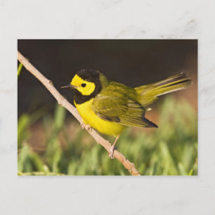 Cartão Postal Pássaro-priestinho (Wilsonia citrina)