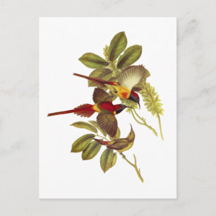 Cartão Postal Pássaro Sol de cauda-fogo