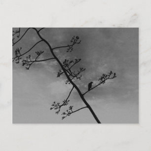 Cartão Postal Pássaro Spooky na silhueta do limbo preto e branco