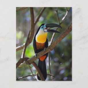 Cartão Postal Pássaro toucan bonito em um cenário da natureza 