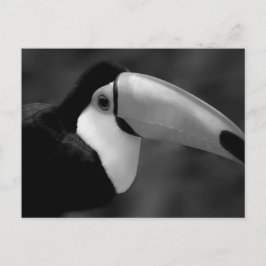Cartão Postal Pássaro Tucano B&W