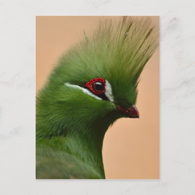 Cartão Postal Pássaro Turaco da Guiné Verde (Frente)