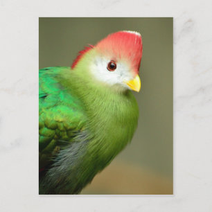 Cartão Postal Pássaro Turaco Penteado Vermelho