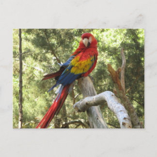 Cartão Postal Pássaro Vermelho de Papagaio Bonito