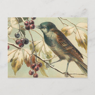 Cartão Postal Pássaro Vintage bonito