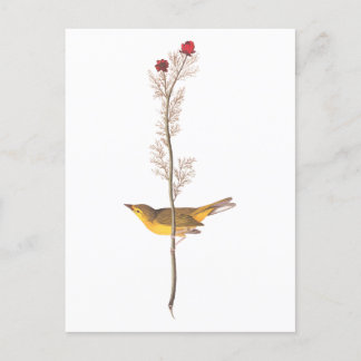 Cartão Postal Pássaro Warbler Hooded de Audubon na Flor Vermelha