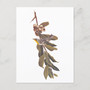 Cartão Postal Pássaro Warbler Yellowthroat de Audubon na Ramific