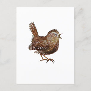Cartão Postal Pássaro Wren (Troglodytes Troglodytes)