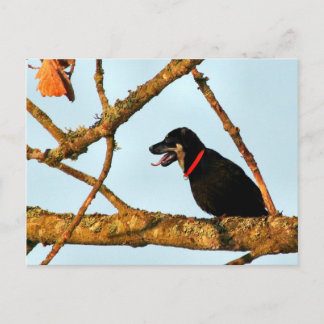Cartão Postal Pássarogw