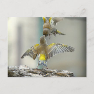 Cartão Postal pássaros