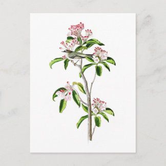 Cartão Postal Pássaros América de John James Audubon do Regulus