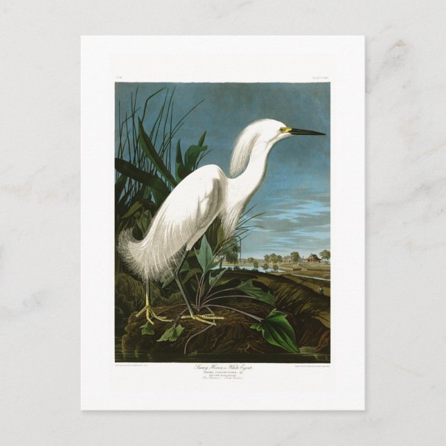 Cartão Postal Pássaros brancos de Audubon do Egret da garça-real (Frente)