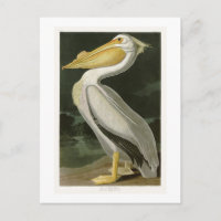 Pássaros brancos do Pelicano John James Audubon da