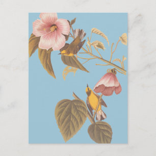 Cartão Postal Pássaros-caninos amarelos-amarelos-de-asa-azul de 