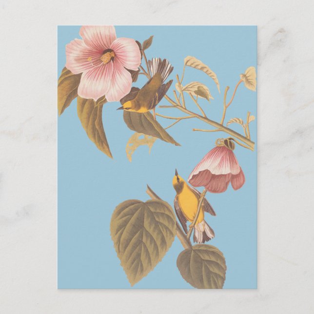 Cartão Postal Pássaros-caninos amarelos-amarelos-de-asa-azul de  (Frente)