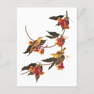 Cartão Postal Pássaros Cantores Yellow Warbler em Crossvine Flor