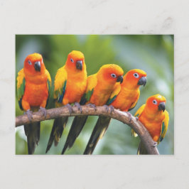 Cartão Postal Pássaros coloridos