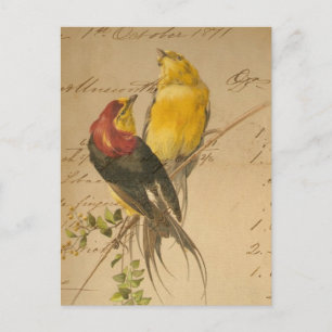 Cartão Postal Pássaros Coloridos Vintage em Papel Razão Vintage