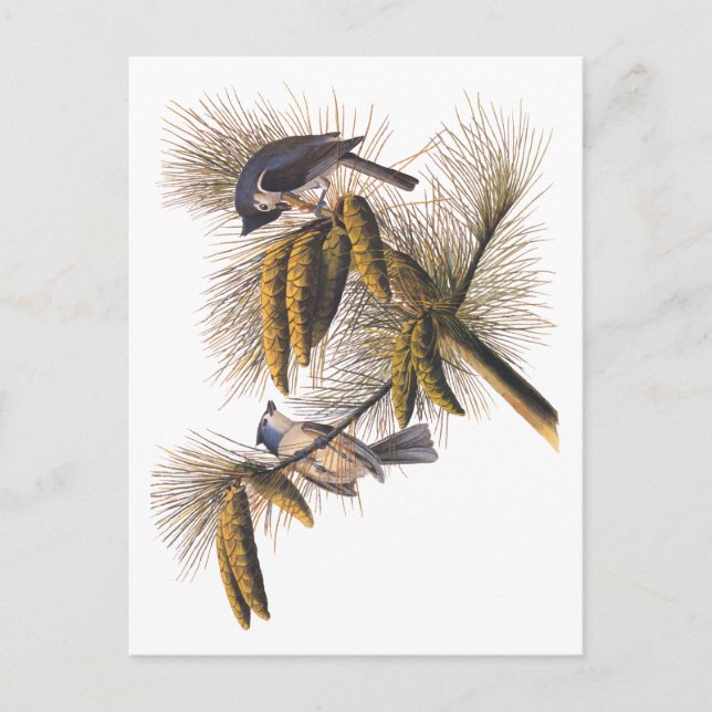 Cartão Postal Pássaros com Titmouse Detido Audubon na Árvore Pin (Frente)