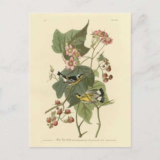 Cartão Postal Pássaros da América de Audubon e Warblers Negro e  (Frente)