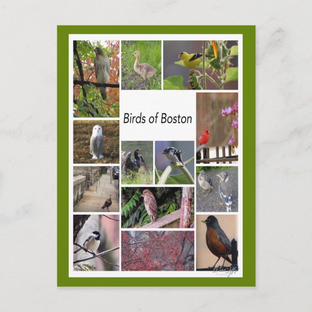 Cartão Postal Pássaros da Colagem de Fotos de Boston (Frente)