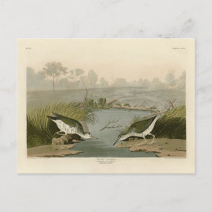 Cartão Postal Pássaros de Ataque das Aves da América de Audubon