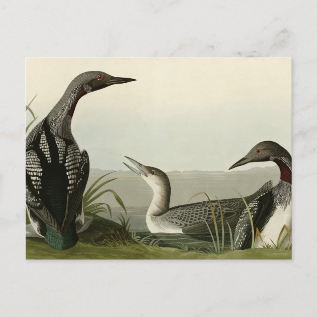 Cartão Postal Pássaros de Audubon com trote negra (Frente)