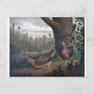 Cartão Postal pássaros-de-caça-pintor-de-madeira.