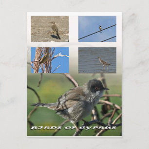 Cartão Postal Pássaros de Chipre