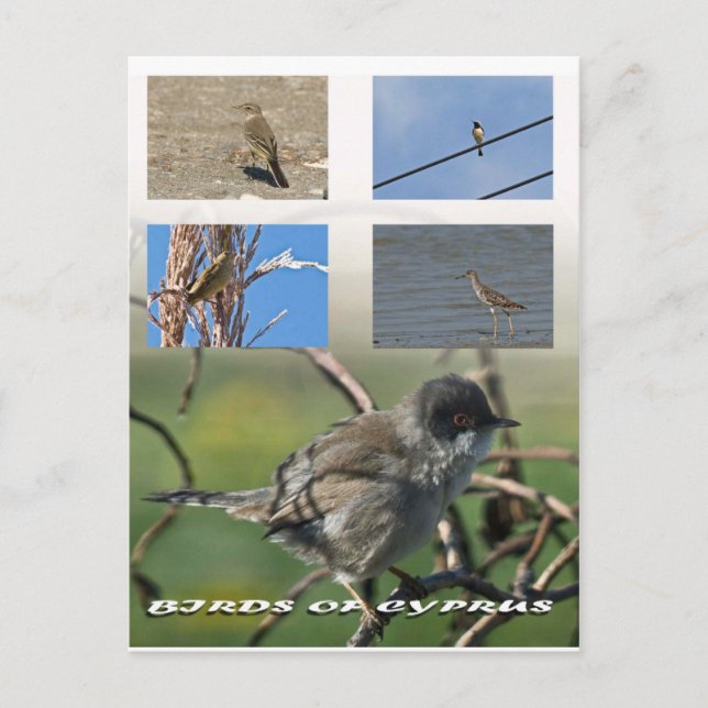 Cartão Postal Pássaros de Chipre (Frente)