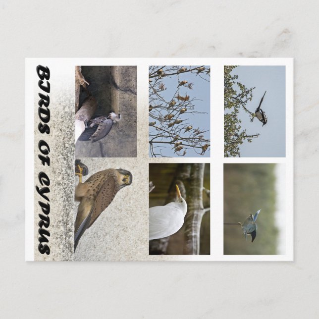 Cartão Postal Pássaros de Chipre (Frente)