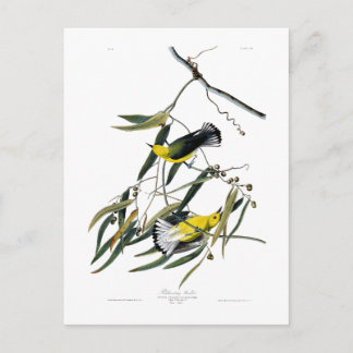 Cartão Postal Pássaros de John James Audubon da toutinegra do