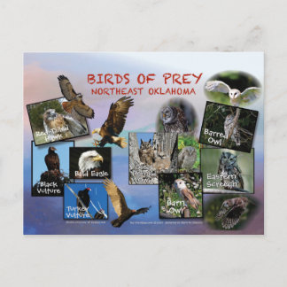 Cartão Postal pássaros de Prey Oklahoma postais 19r