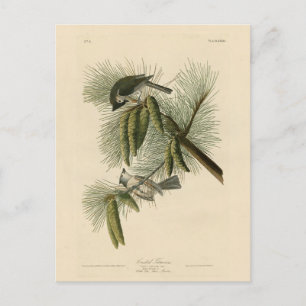 Cartão Postal Pássaros de Titmouse da América Crested (Tufted)