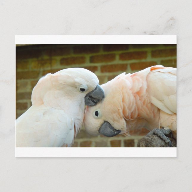 Cartão Postal Pássaros do Amor (Frente)