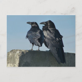 Cartão Postal Pássaros do amor