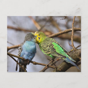 Cartão Postal Pássaros do Orçamento Azul e Verde em uma Ramifica