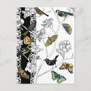 Cartão Postal Pássaros e Borboleta em um Fundo Preto e Branco
