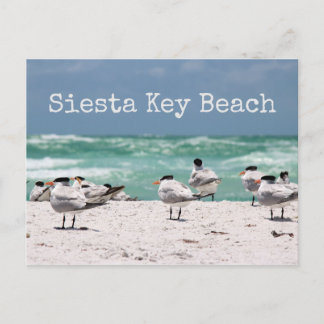 Cartão Postal Pássaros em Beach Siesta Key Beach