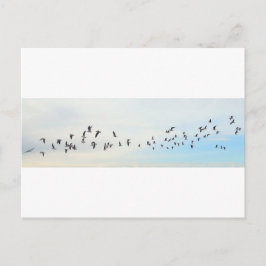Cartão Postal Pássaros em Voo