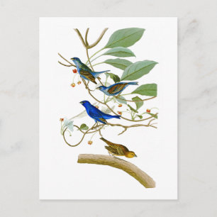 Cartão Postal Pássaros Indigo Bunting John James Audubon da Am