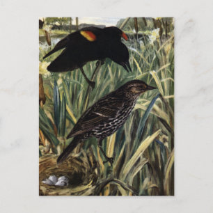 Cartão Postal Pássaros negros de asas vermelhas e ninho nas cat