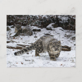 Cartão Postal Pássaros Pássaros Pássaros Pêssegos do Leopardo da