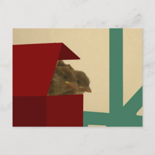 Cartão Postal Pássaros pequenos