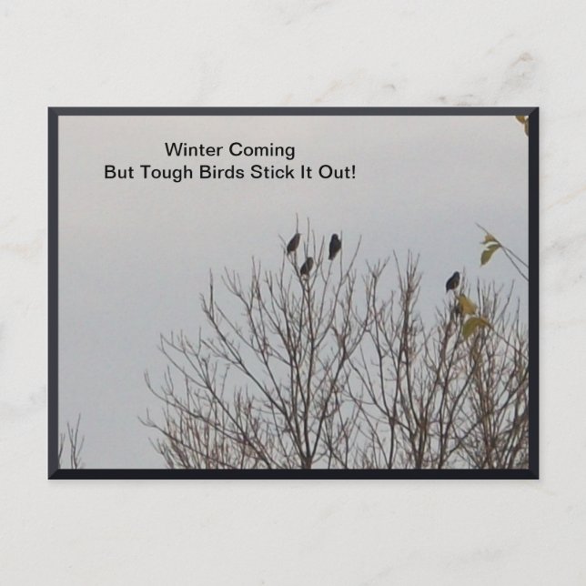 Cartão Postal Pássaros Resistentes (Frente)