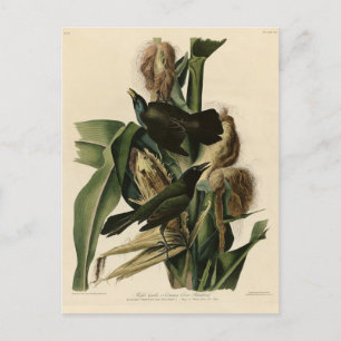 Cartão Postal Pássaros Roxos (Grackle) - Aves da América de Audu