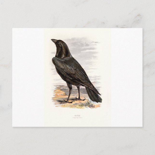Cartão Postal Pássaros Selvagens Familiares Swaysland Raven (Frente)