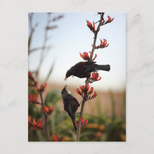 Cartão Postal Pássaros Tui no linho da Nova Zelândia