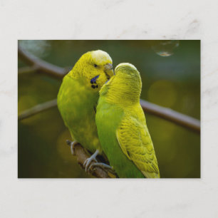 Cartão Postal Pássaros Verde Amarelo-Bonitos em uma Ramificação 